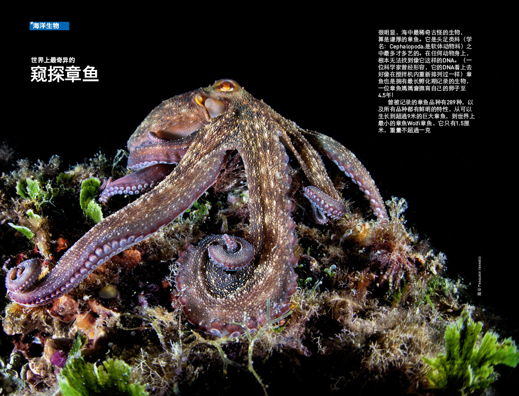 scuba-diver-australasia-07-2015-15